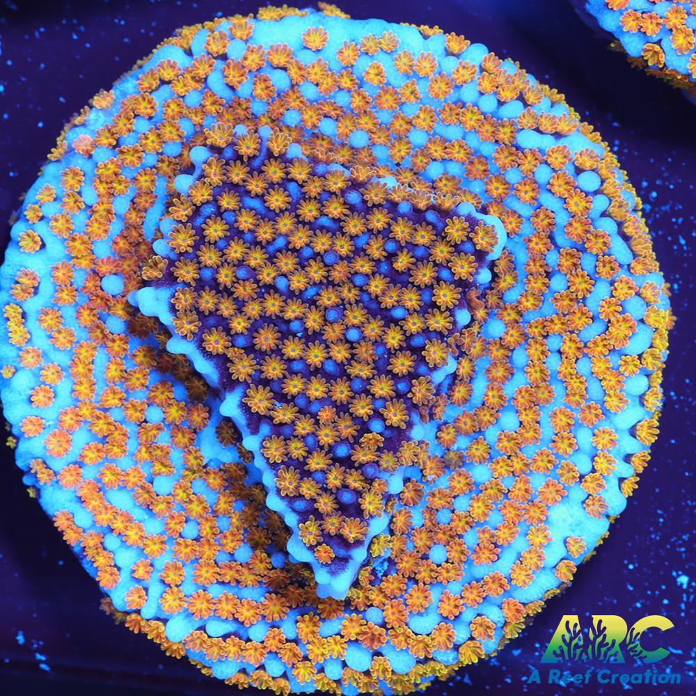 ARC Random Rainbow Monti