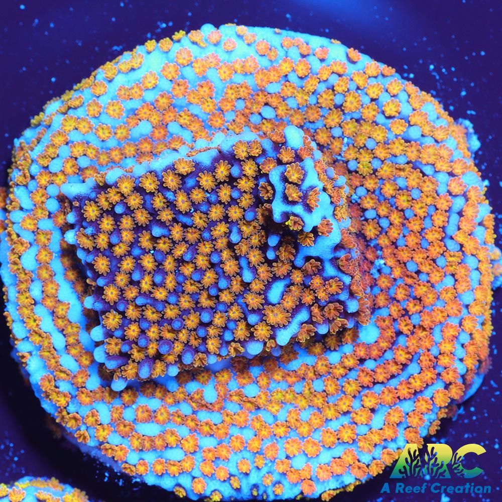 ARC Random Rainbow Monti