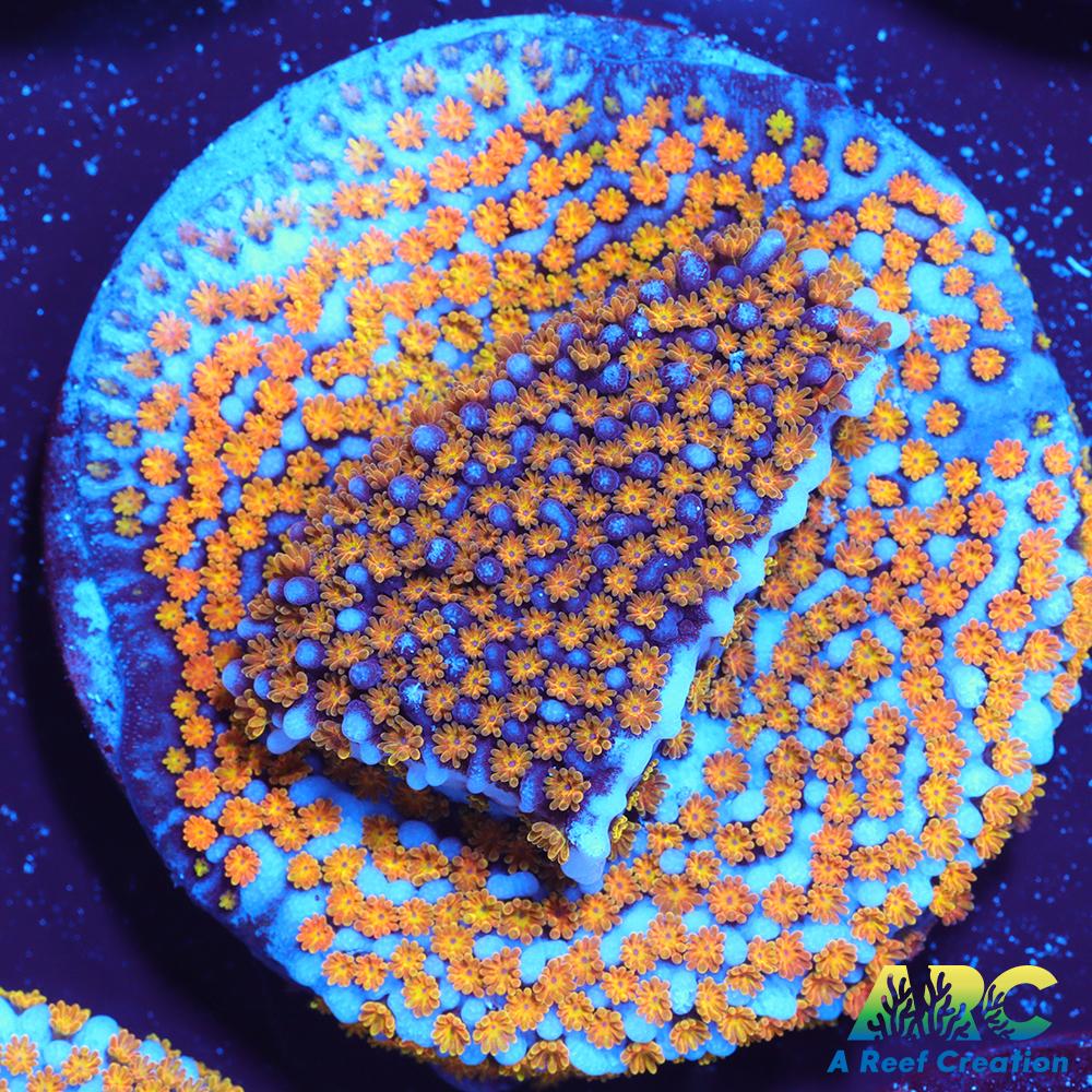 ARC Random Rainbow Monti