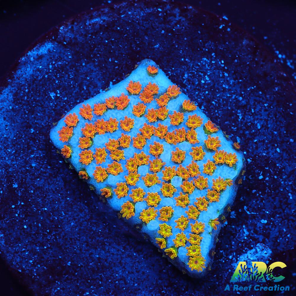 ECC Confused Rainbow Monti