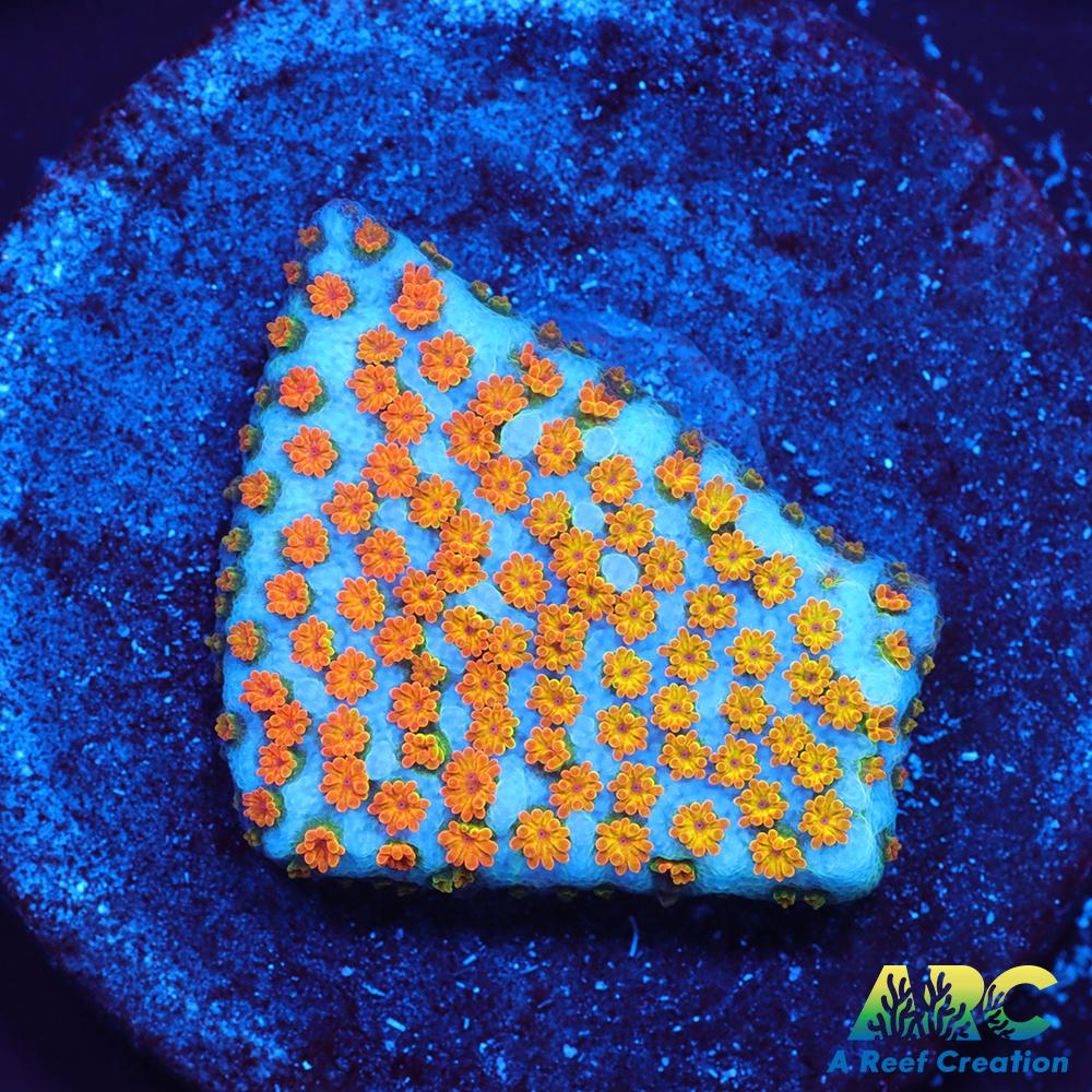 ECC Confused Rainbow Monti