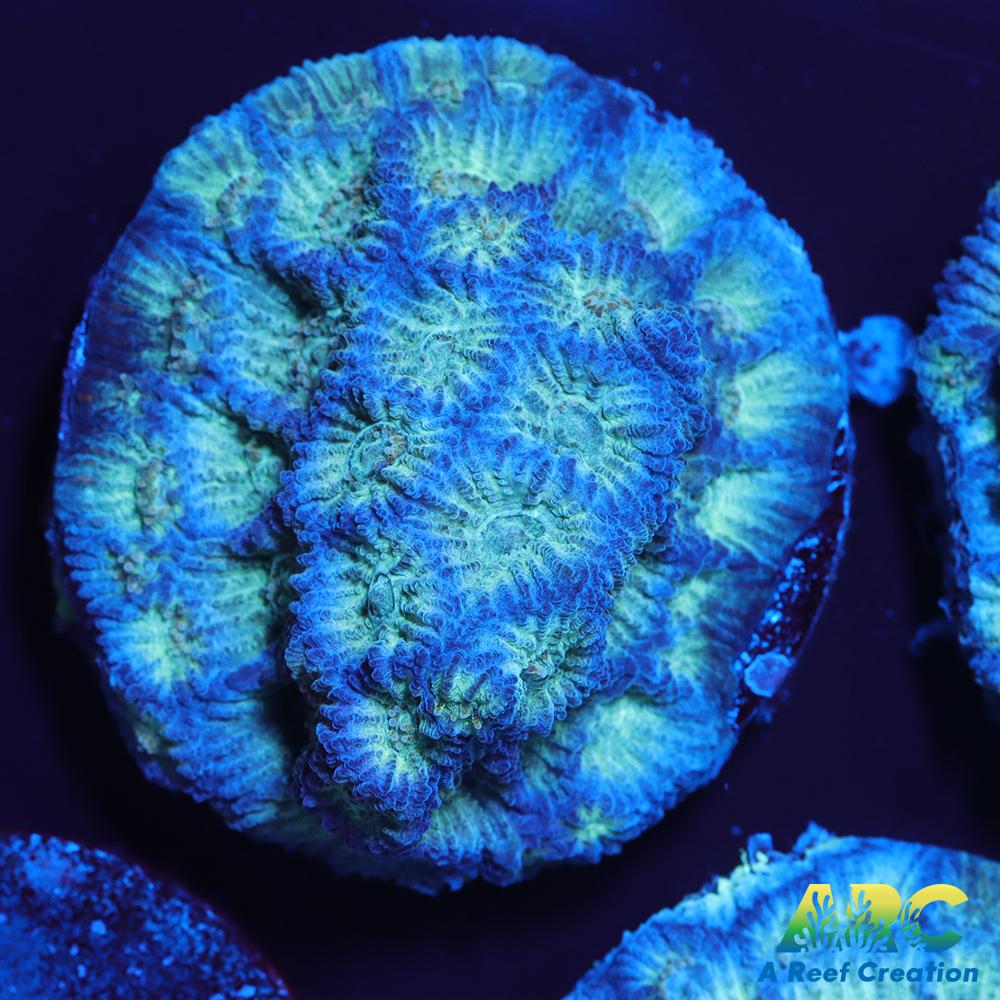 ARC God of War Coral blue side