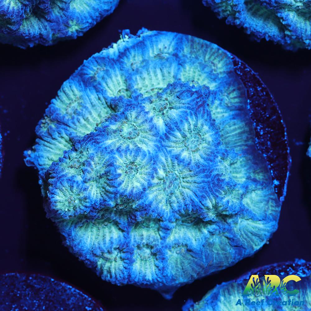 ARC God of War Coral blue side