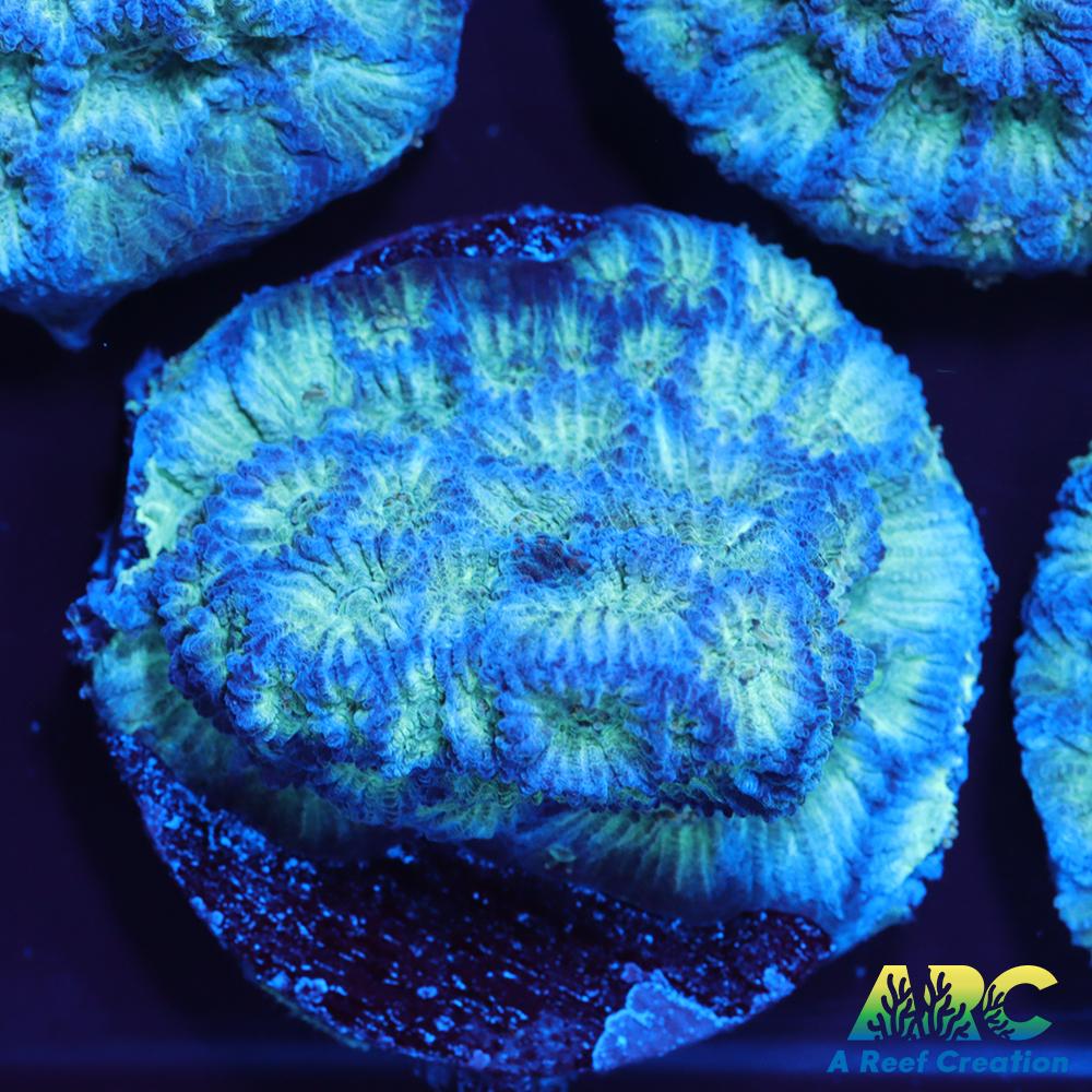 ARC God of War Coral blue side