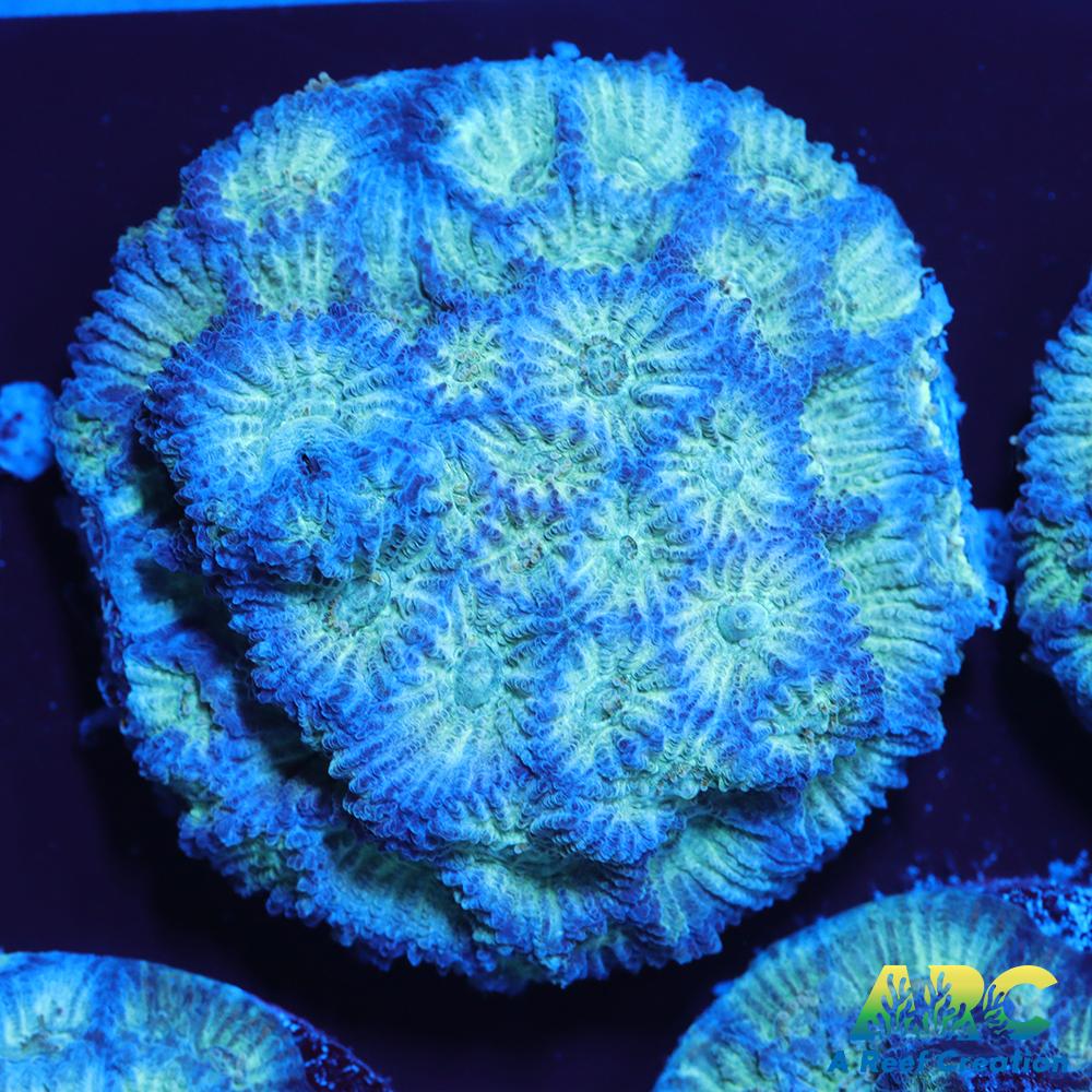 ARC God of War Coral blue side