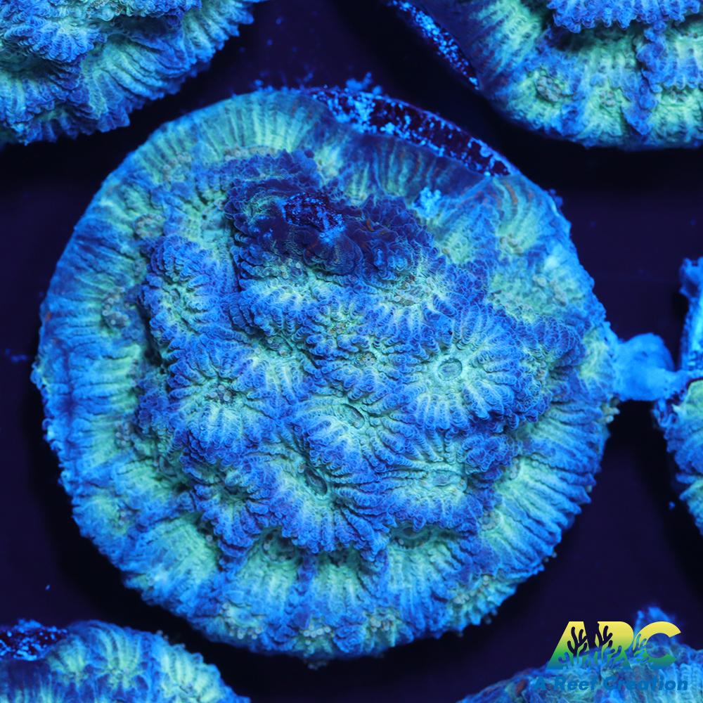 ARC God of War Coral blue side