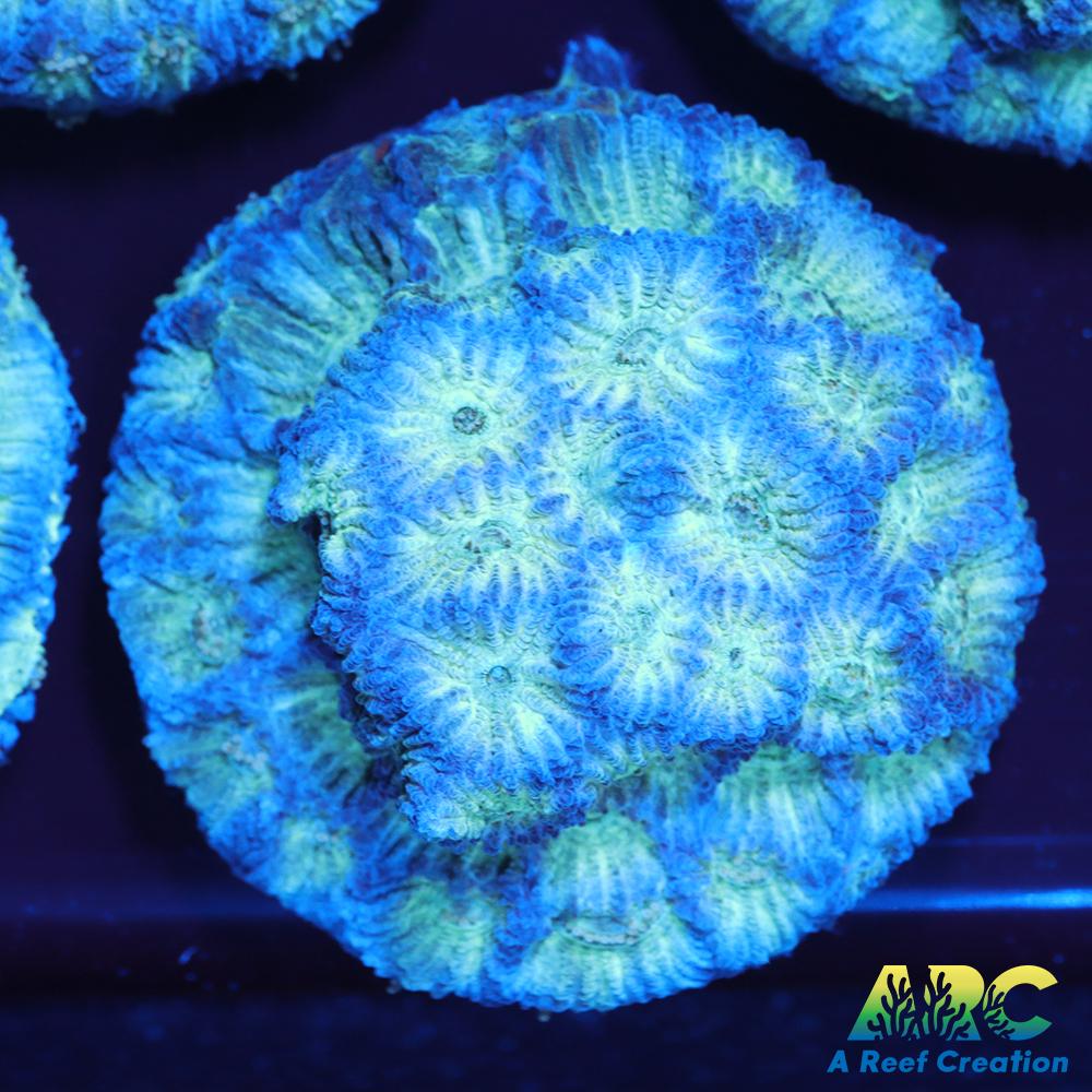 ARC God of War Coral blue side