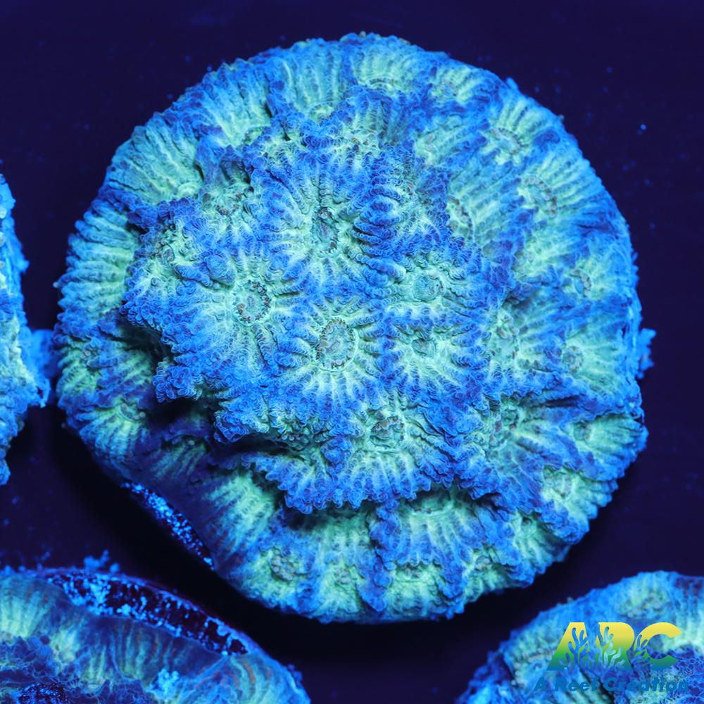 ARC God of War Coral blue side