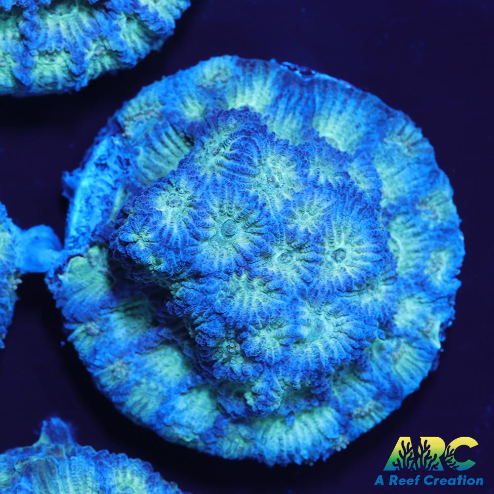 ARC God of War Coral blue side