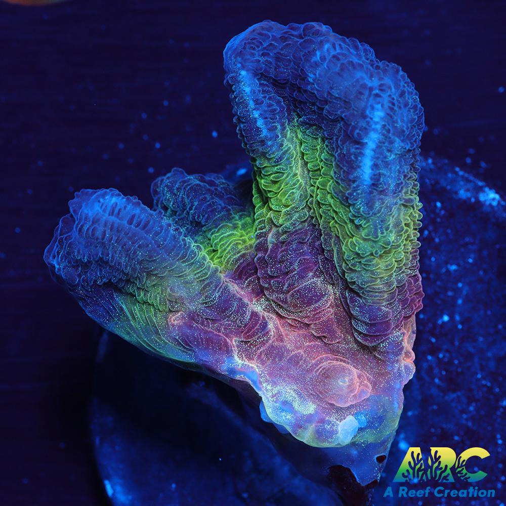 FF Ultimate Space Invaders Pectinia