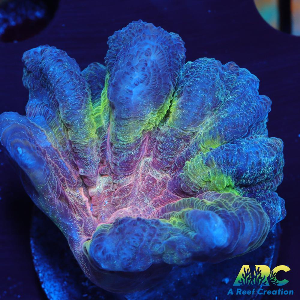 FF Ultimate Space Invaders Pectinia