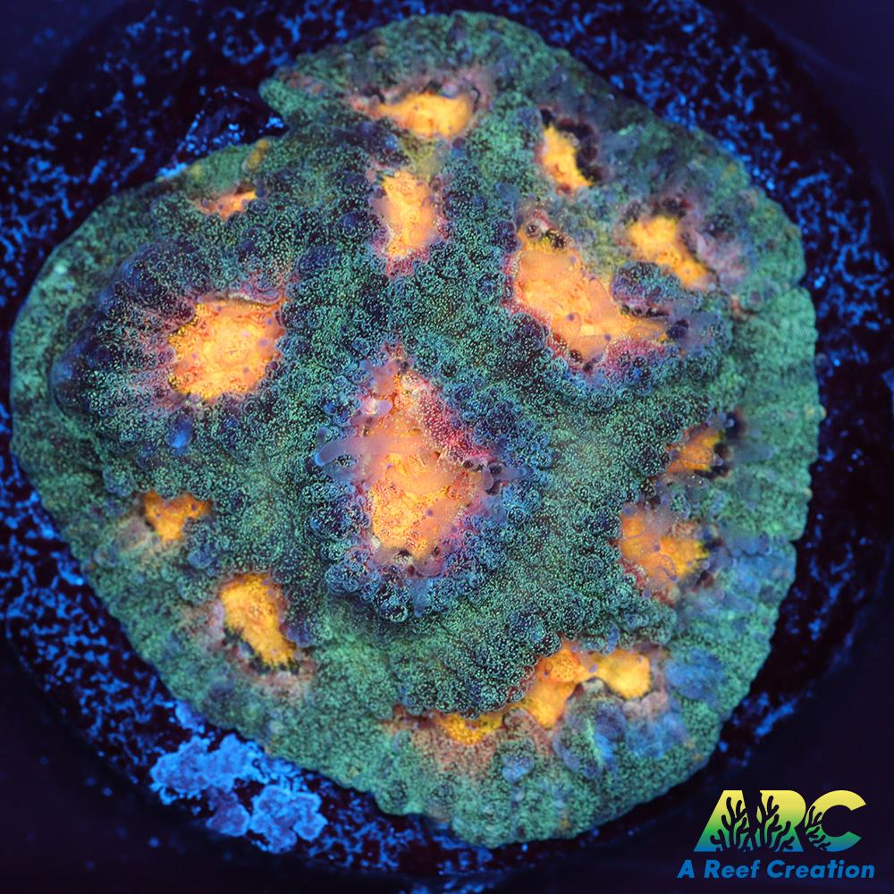 Mia's Pot of Gold Favia