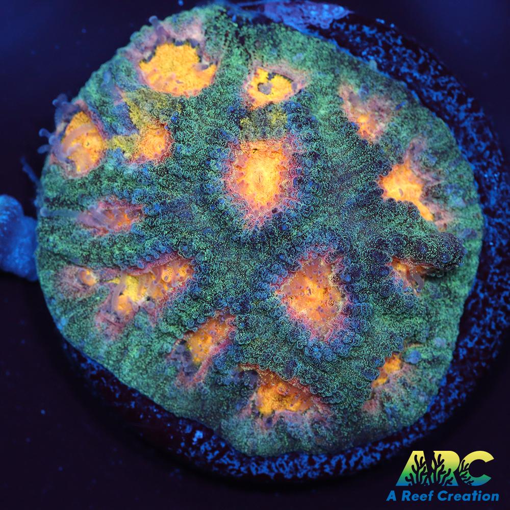 Mia's Pot of Gold Favia