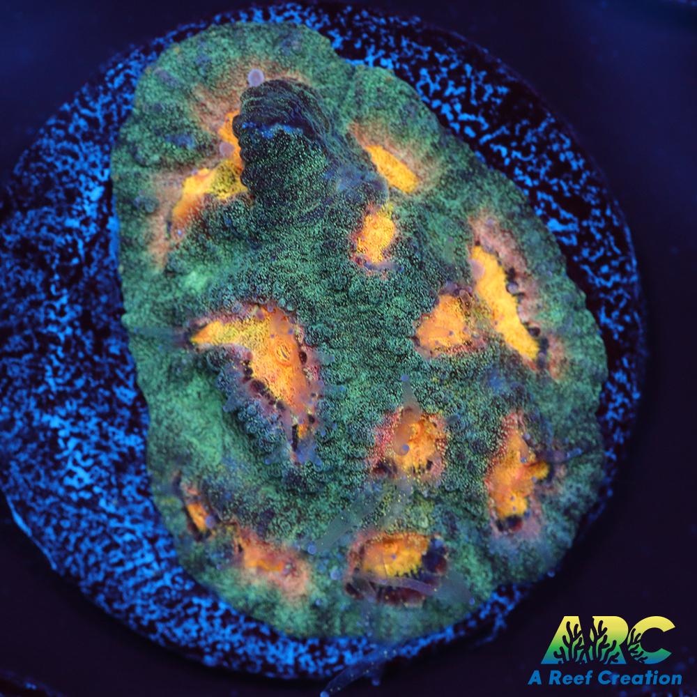 Mia's Pot of Gold Favia