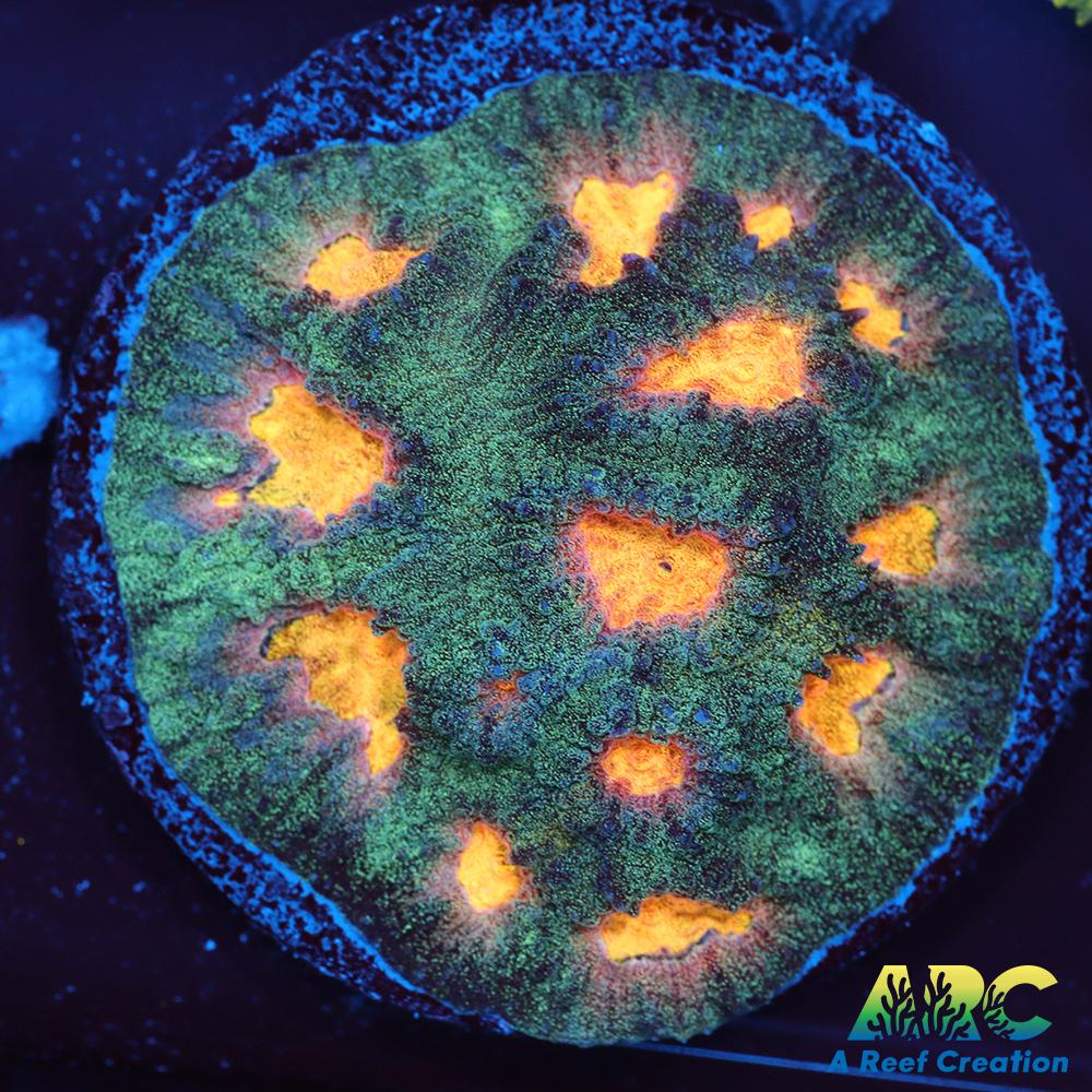 Mia's Pot of Gold Favia