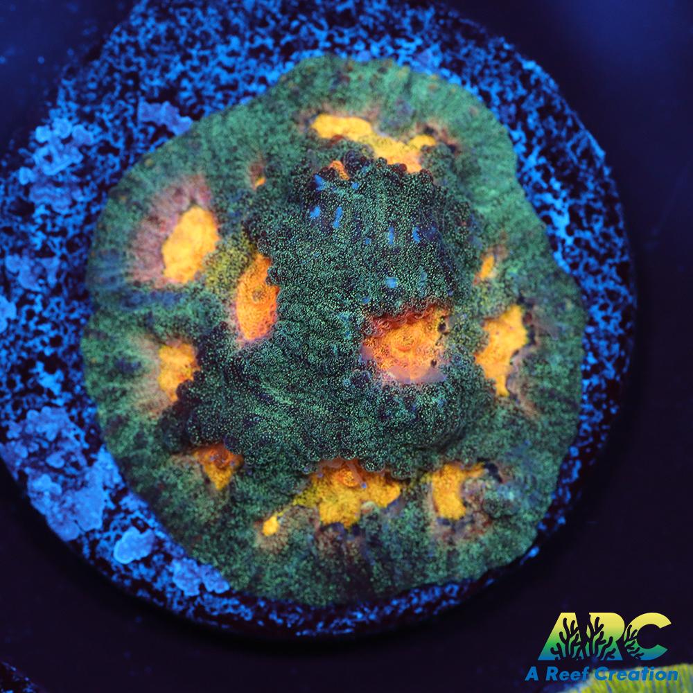 Mia's Pot of Gold Favia