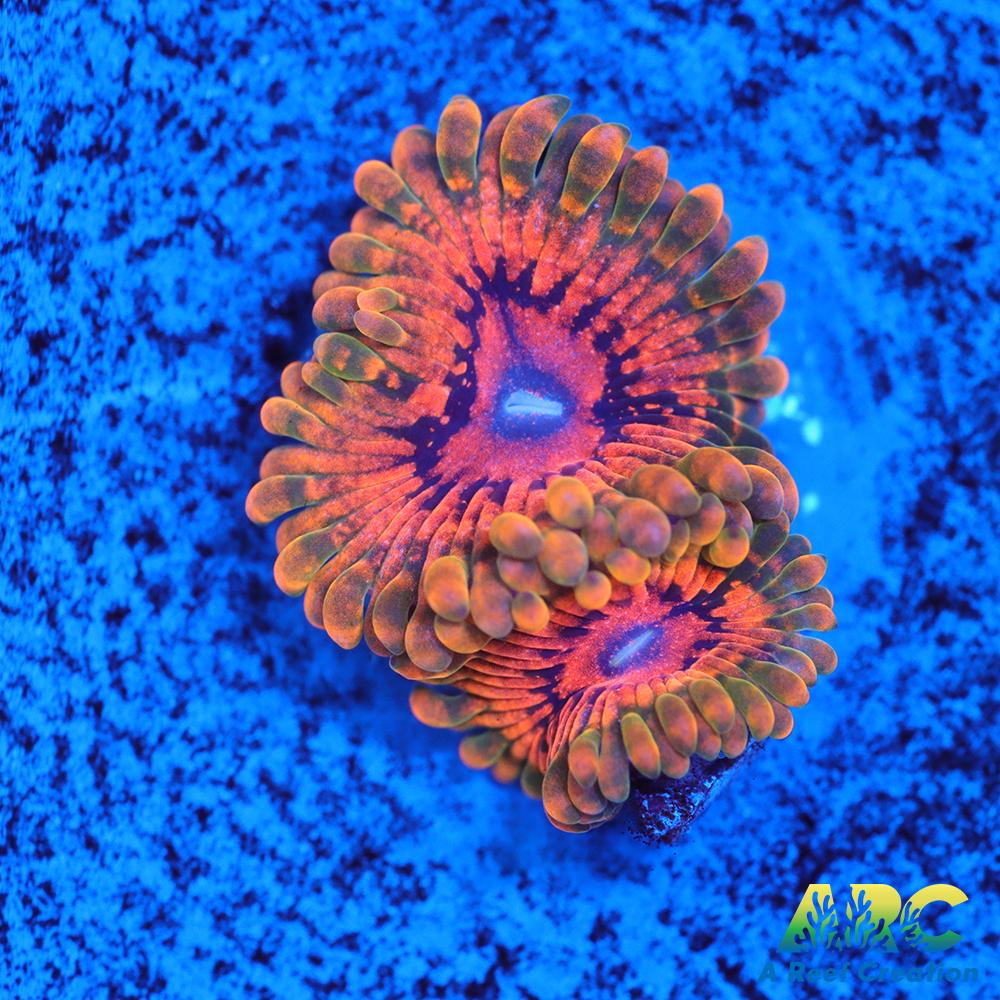 GB Grand Master Krakatoa