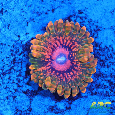 GB Grand Master Krakatoa