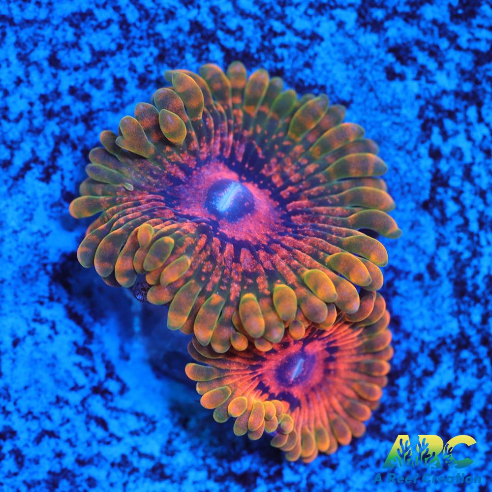 GB Grand Master Krakatoa