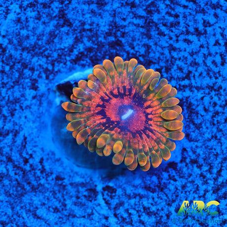 GB Grand Master Krakatoa