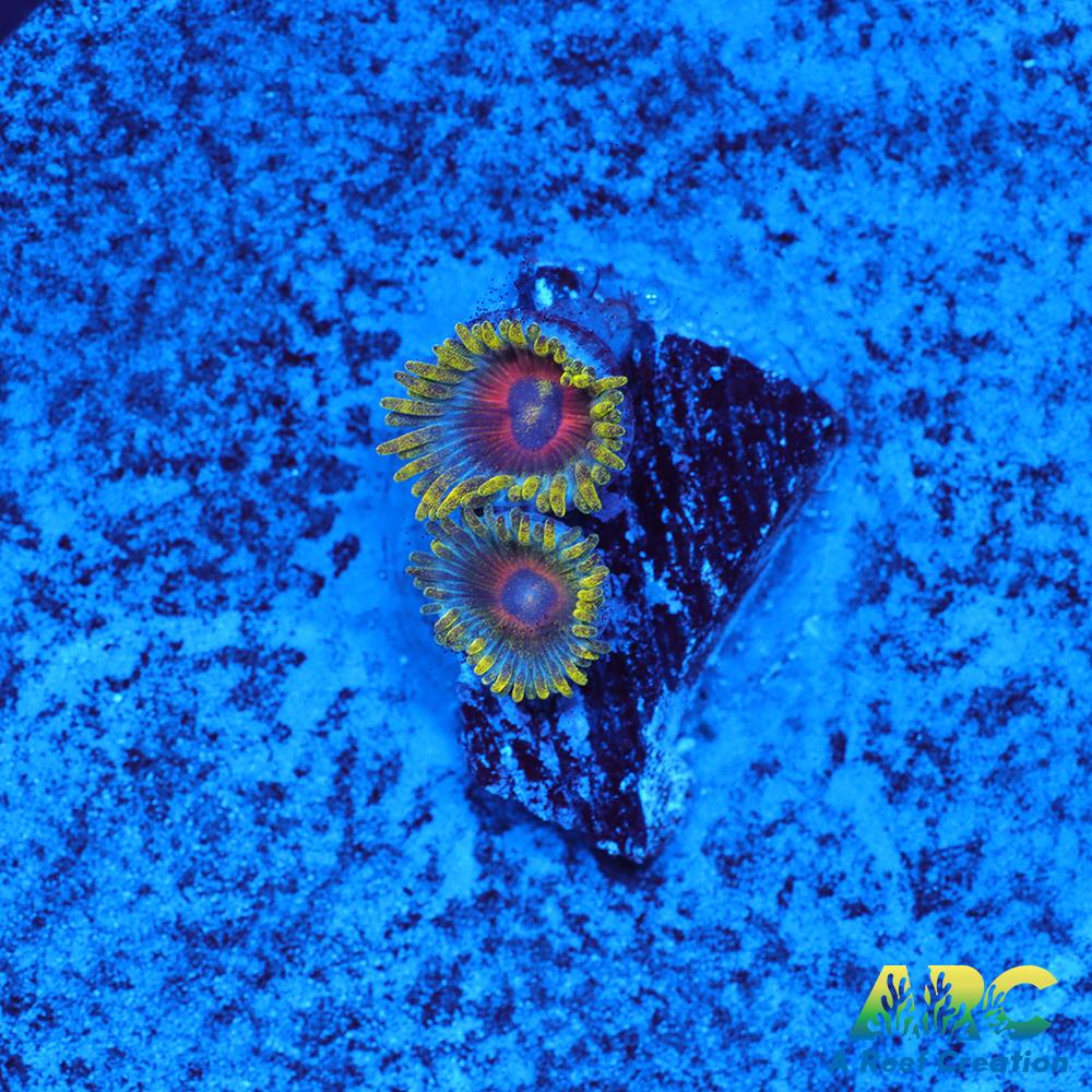 Deep Water Watermelons