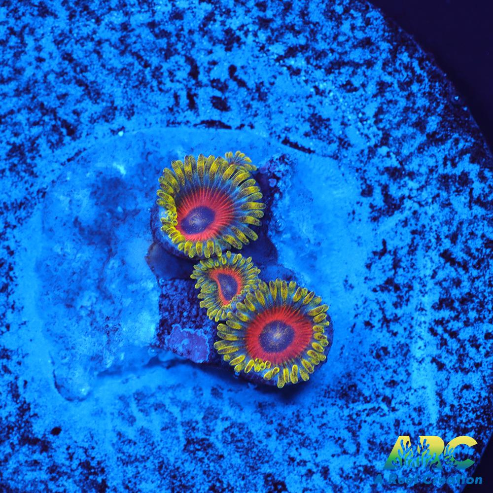 Deep Water Watermelons