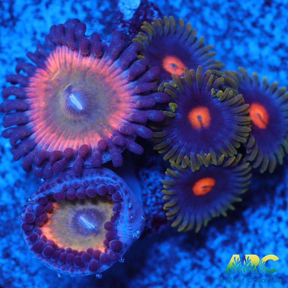 CB Rainbow Infusion Blow Pop Combo