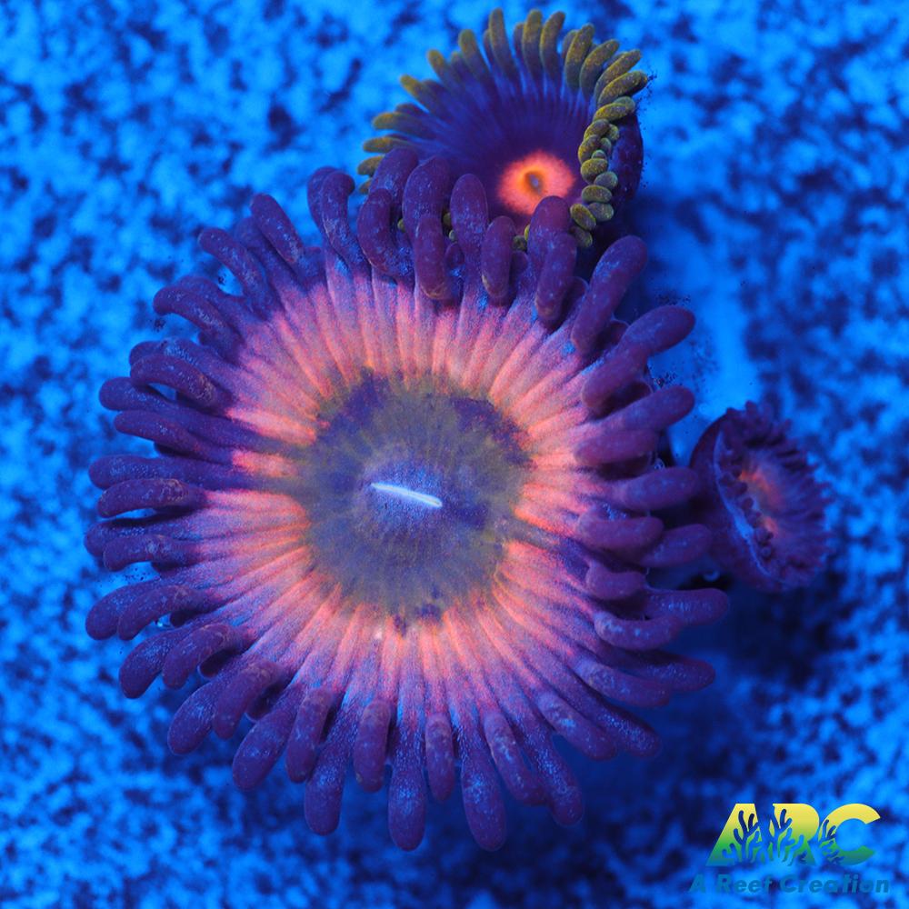 CB Rainbow Infusion Blow Pop Combo