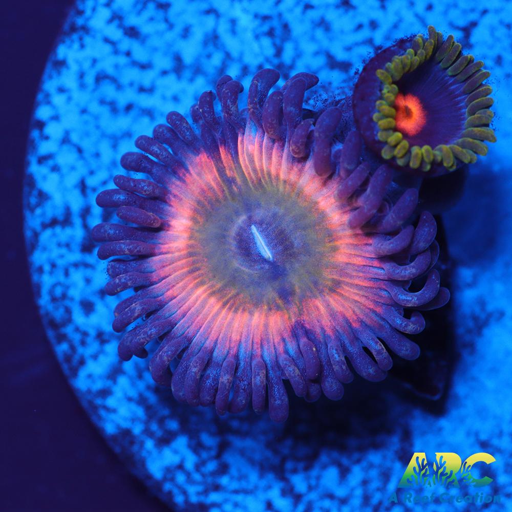 CB Rainbow Infusion Blow Pop Combo