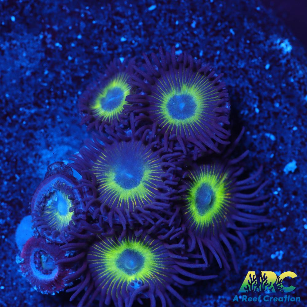 Mean Green Zoas