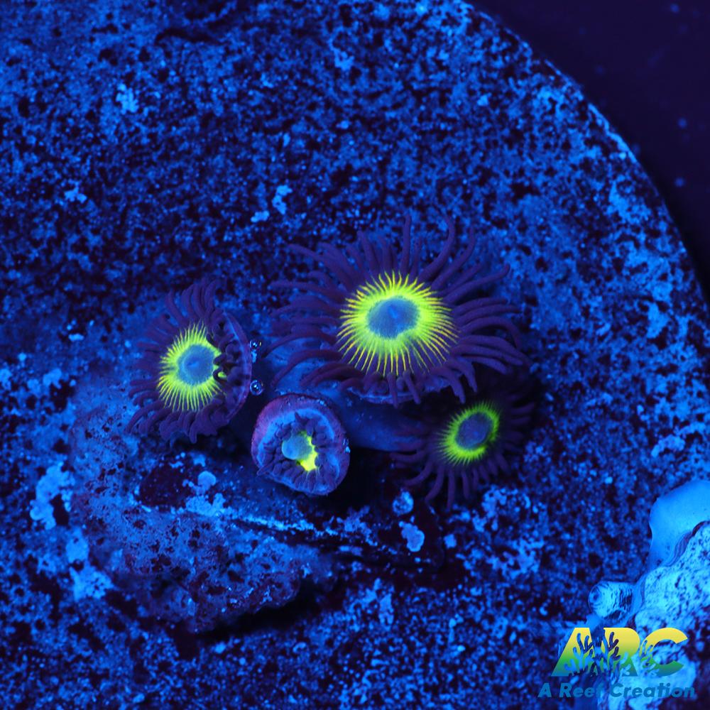Mean Green Zoas