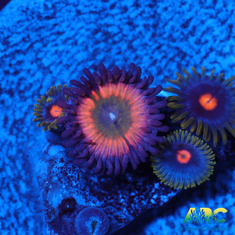 CB Rainbow Infusion Blow Pop Combo