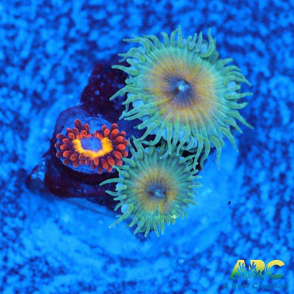 Capn Jerk Fruit Loops