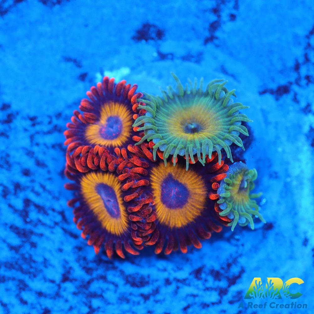 Capn Jerk Fruit Loops