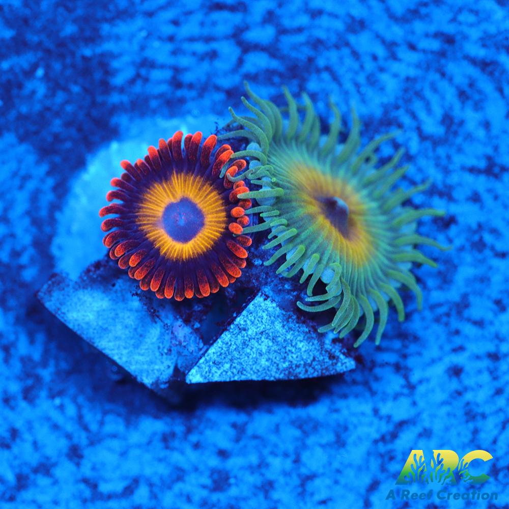 Capn Jerk Fruit Loops