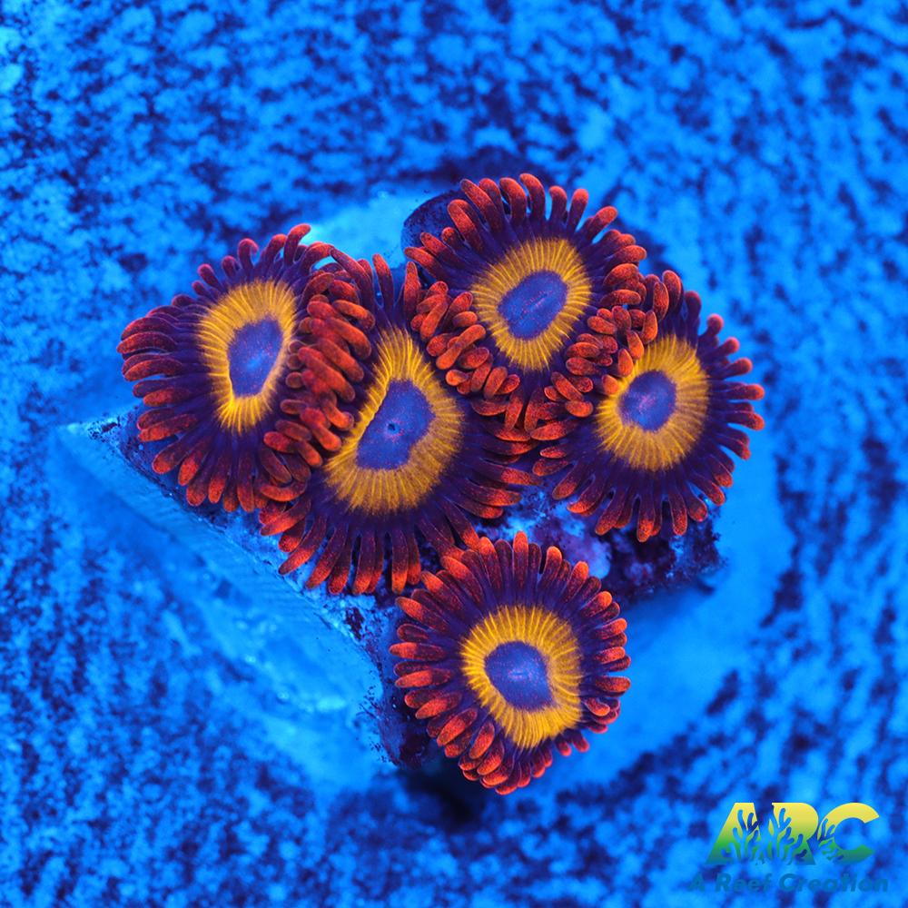 Fruit Loops