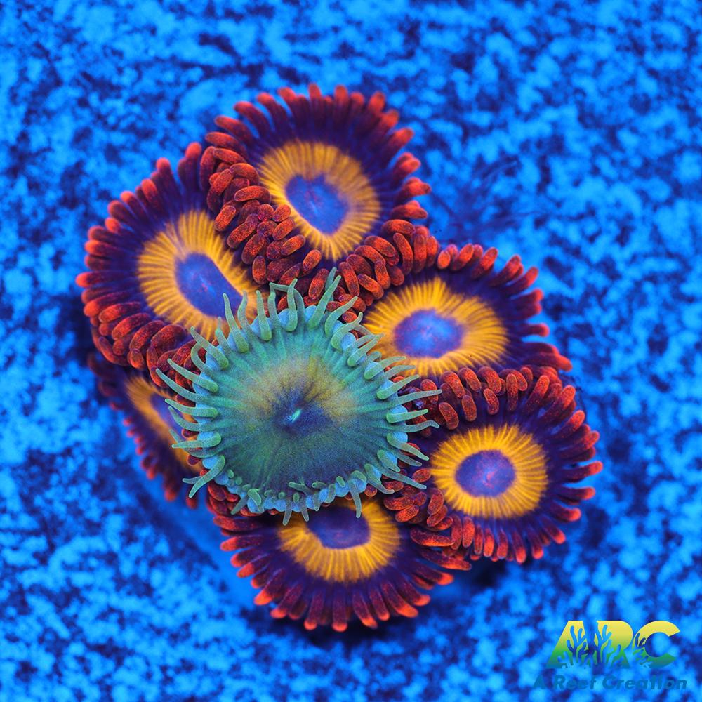 Capn Jerk Fruit Loops