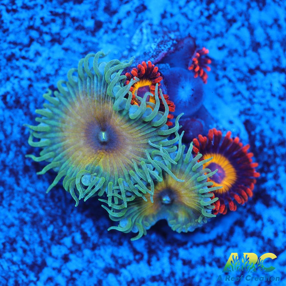 Capn Jerk Fruit Loops