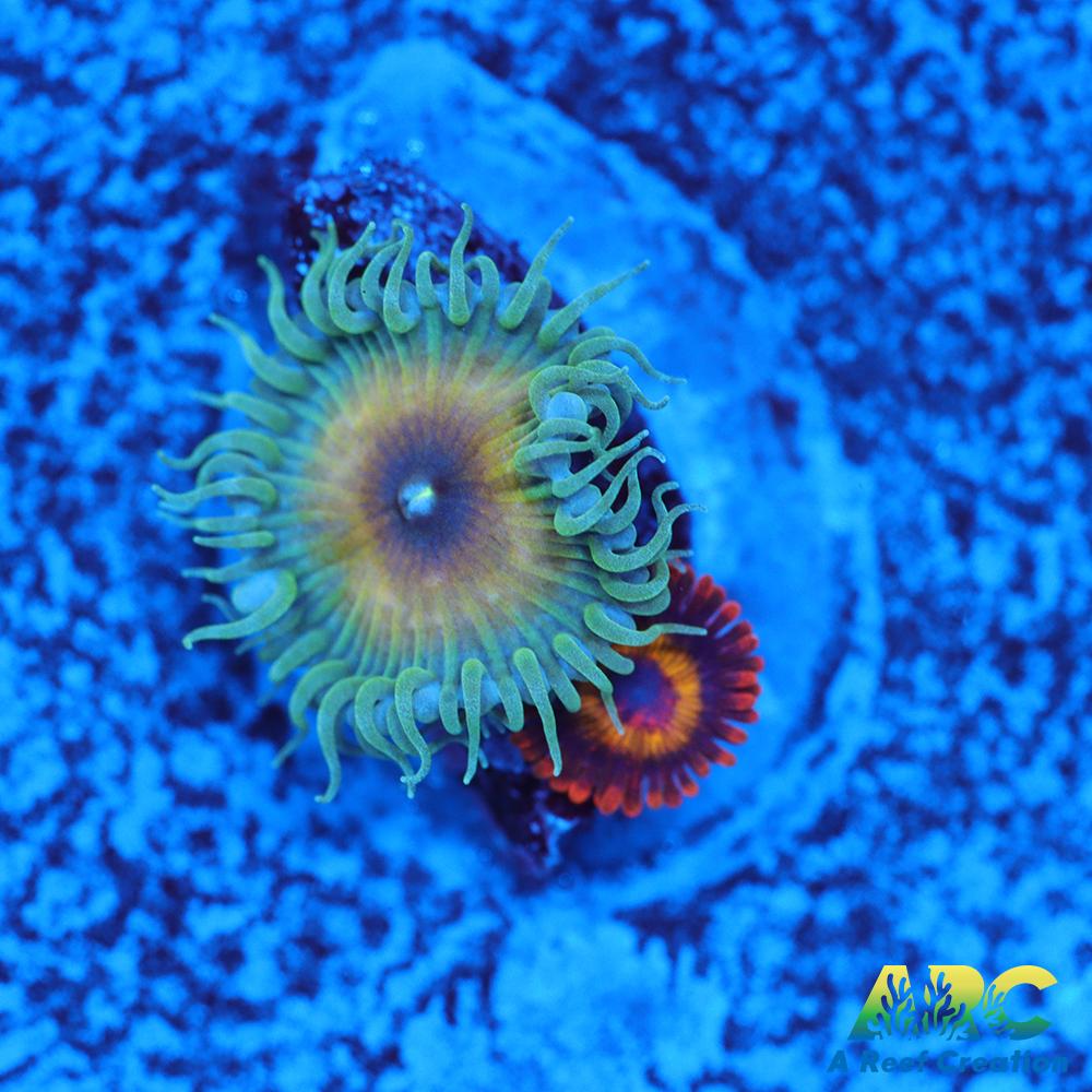 Capn Jerk Fruit Loops