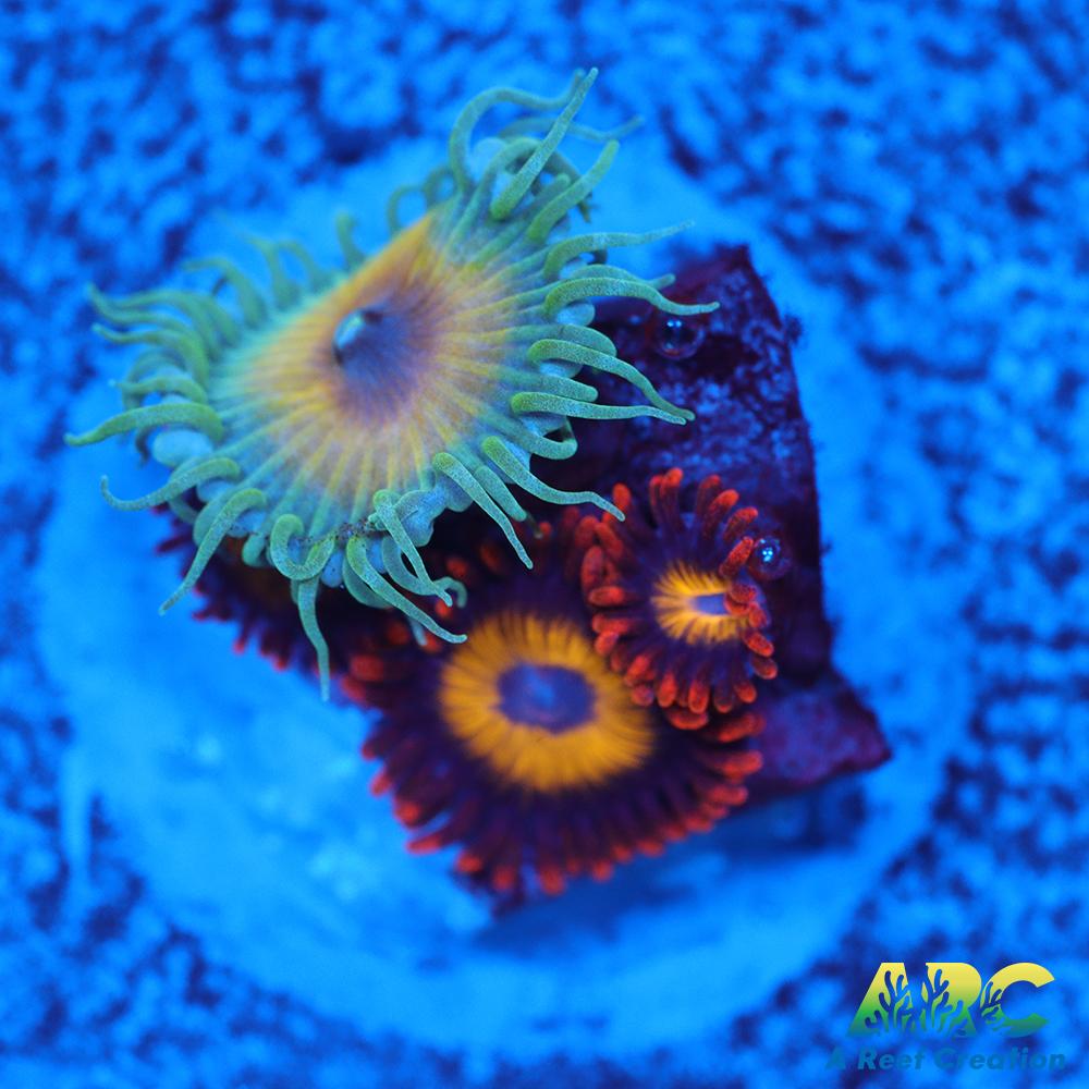 Capn Jerk Fruit Loops