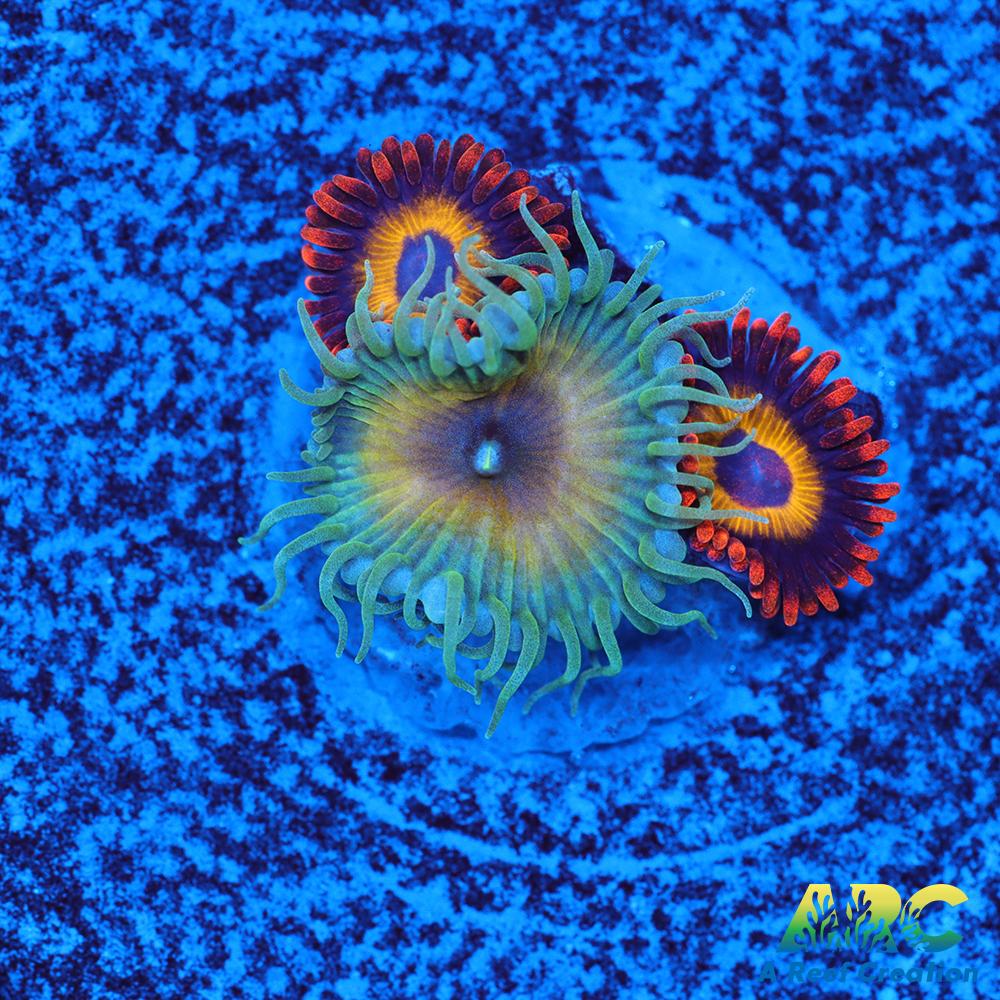 Capn Jerk Fruit Loops