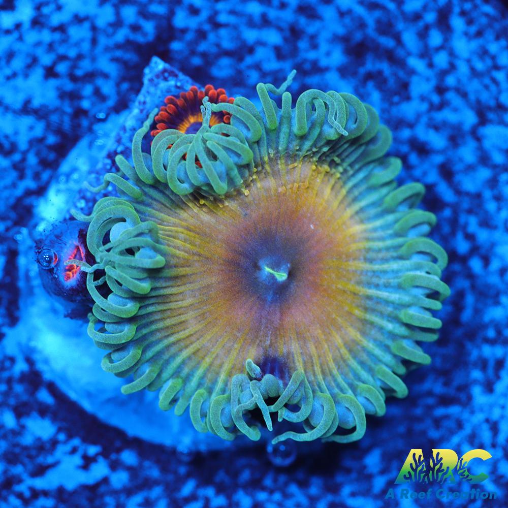 Capn Jerk Fruit Loops