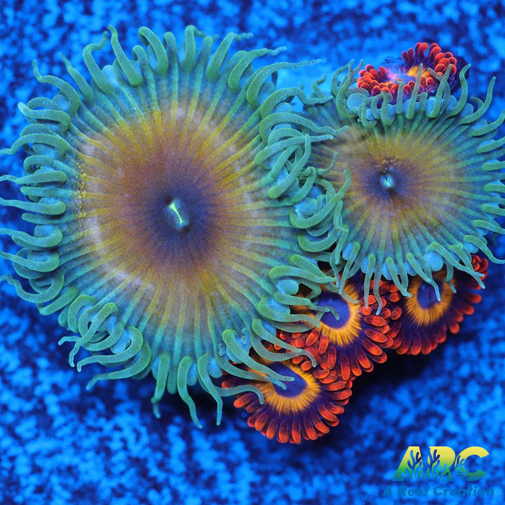 Capn Jerk Fruit Loops