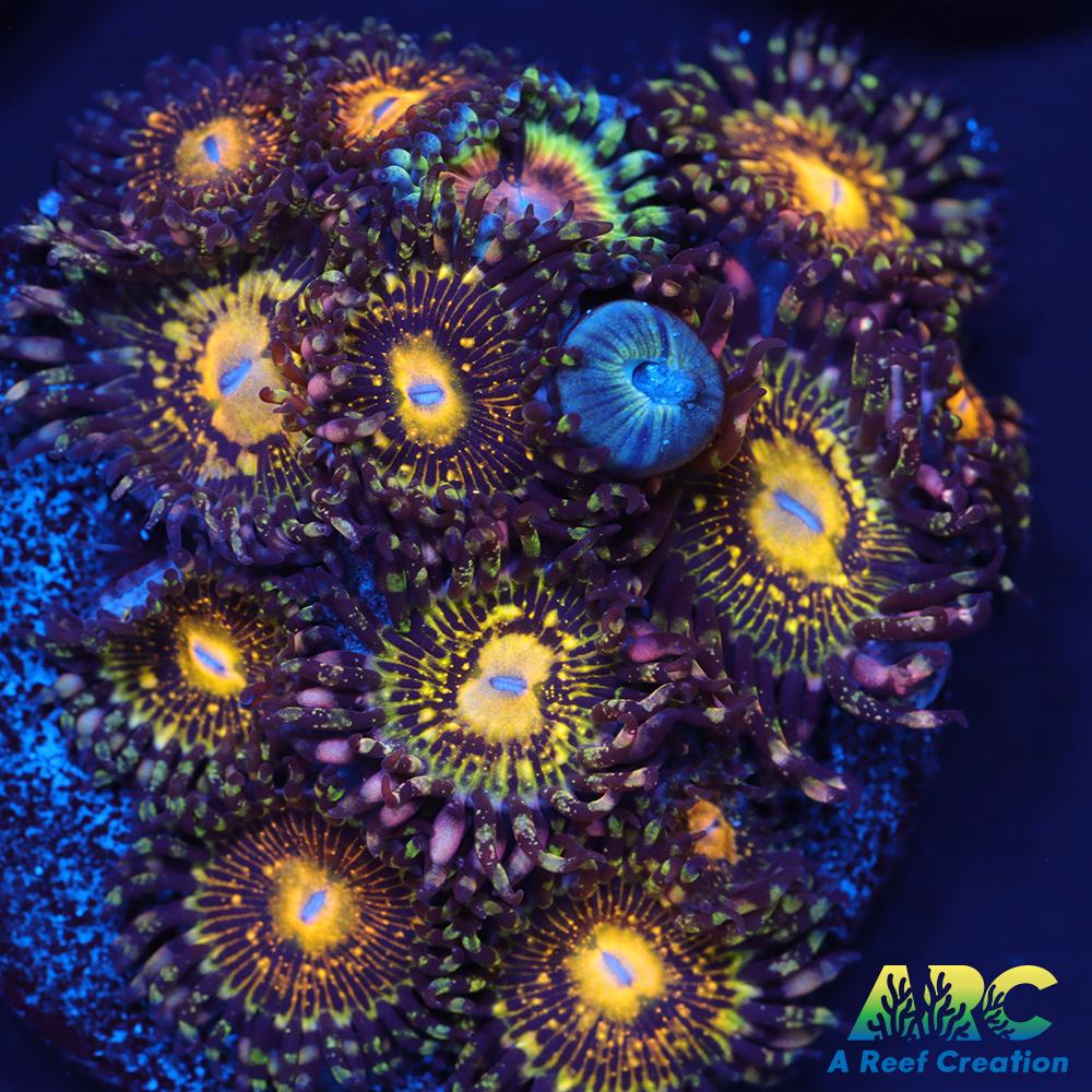 UC Grim Reapers and Blood Shot