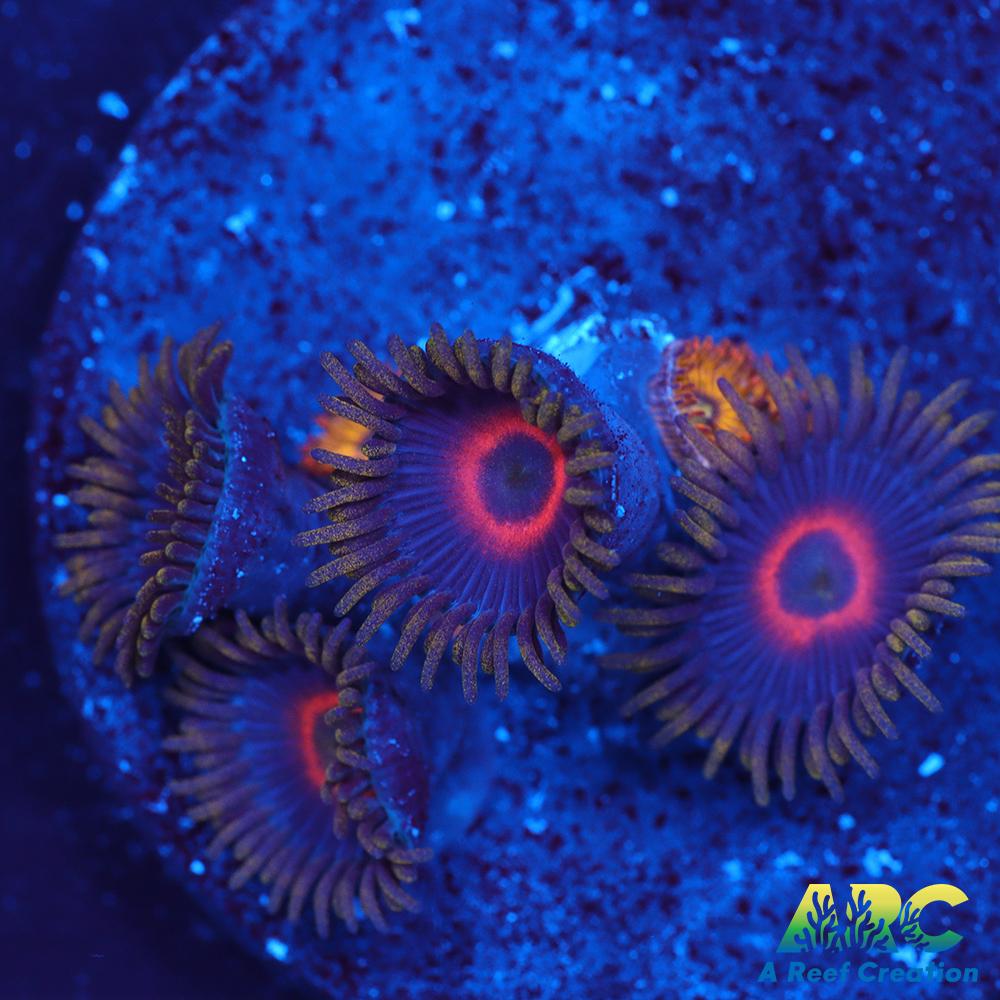 Purple Hearts and Pikachus