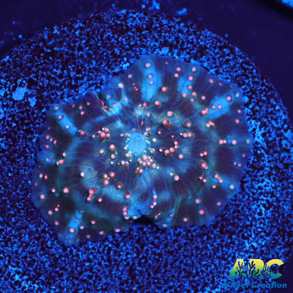 Dragon Lady Bounce Mushroom