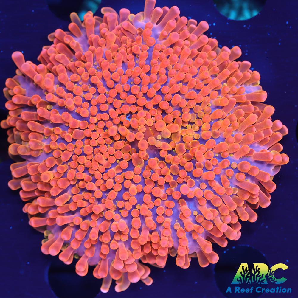 ARC Nickelodeon Yuma (Huge)