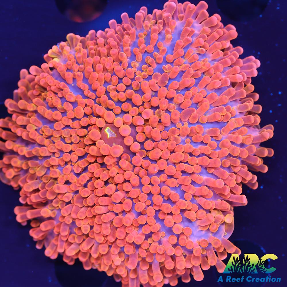 ARC Nickelodeon Yuma (Huge)