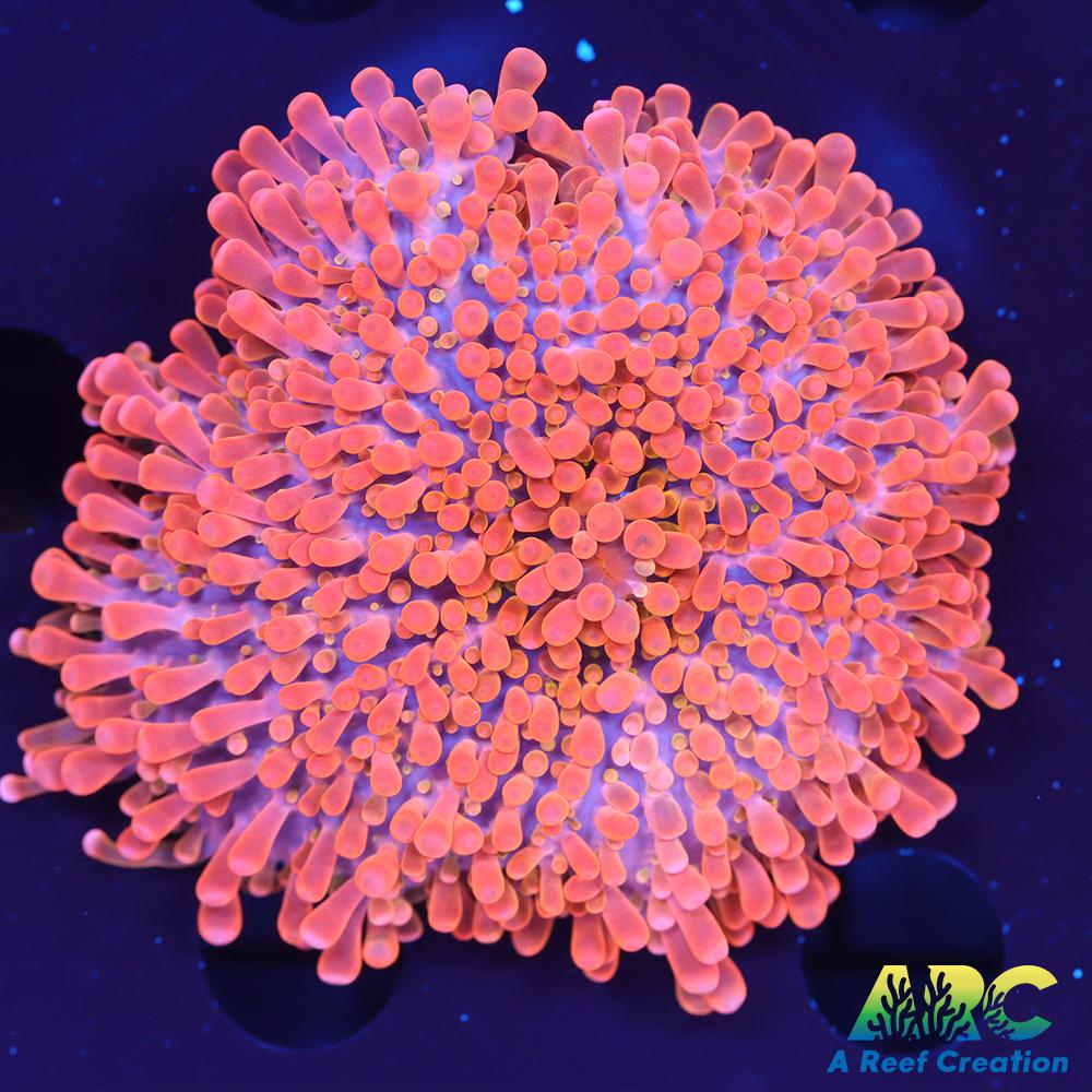 ARC Nickelodeon Yuma (Huge)