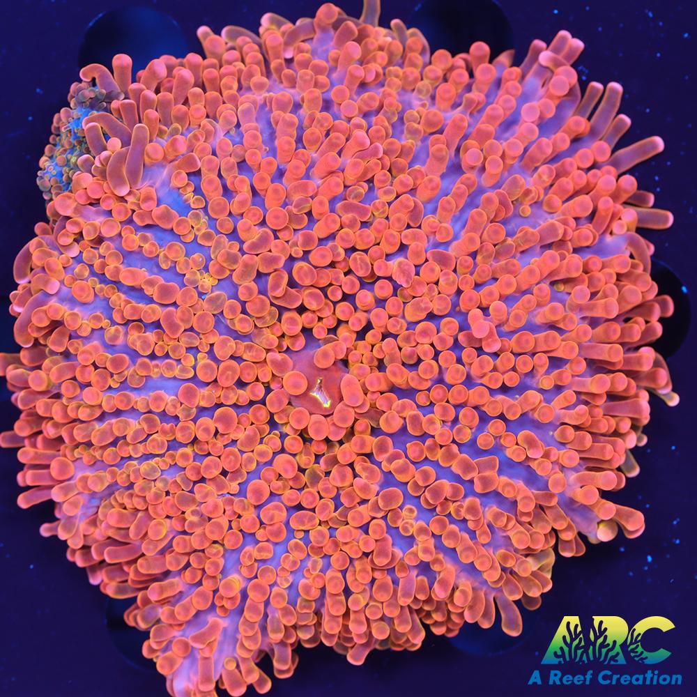 ARC Nickelodeon Yuma (Huge)